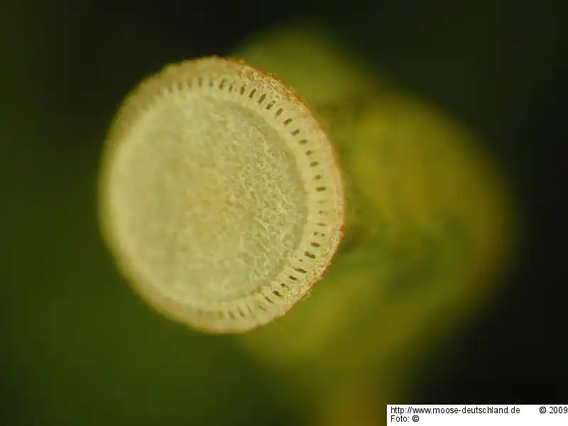 Sporophyt | Foto von Michael Lüth