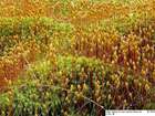 Polytrichum commune Hedw.