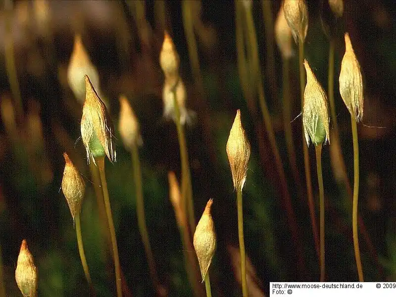 Sporophyt | Foto von Michael Lüth