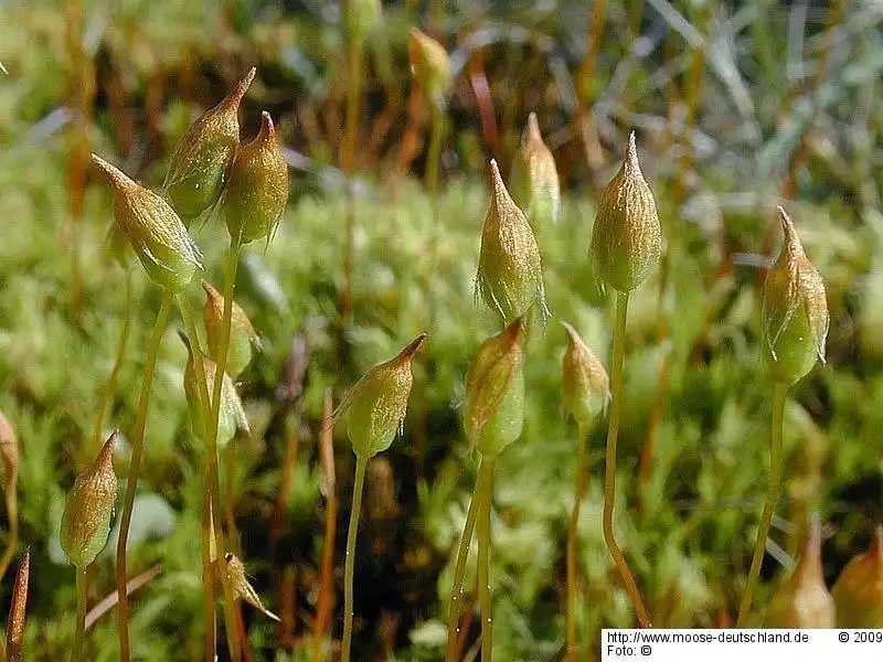 Sporophyt | Foto von Michael Lüth