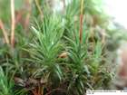 Polytrichum pallidisetum Funck