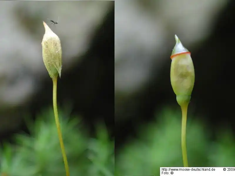 Sporophyt | Foto von Michael Lüth