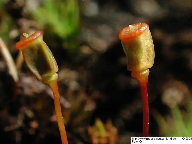 Sporophyt | Foto von Michael Lüth