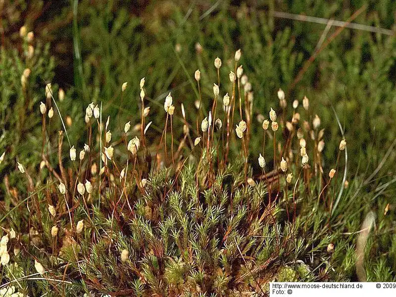 Habitus | Foto von Michael Lüth