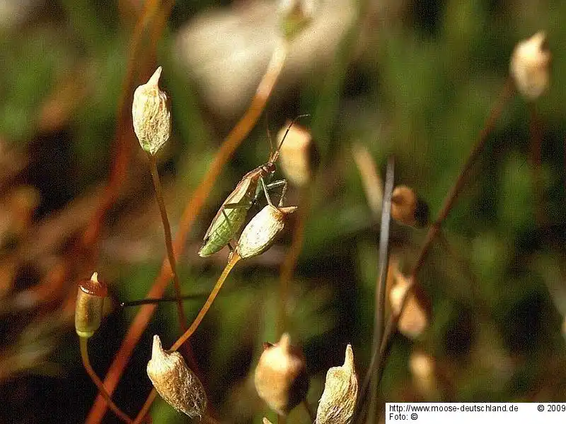 Sporophyt | Foto von Michael Lüth