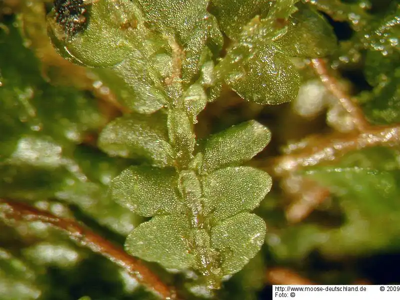 Gametophyt | Foto von Michael Lüth