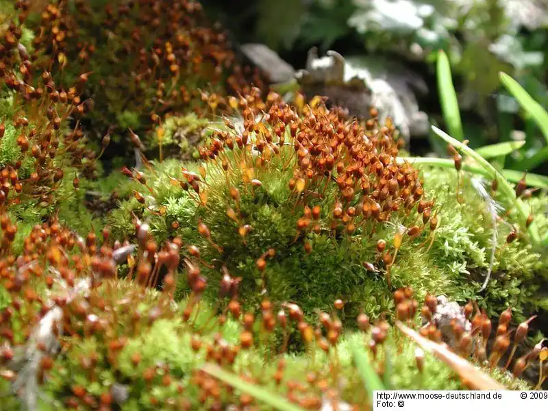 Habitus | Foto von Michael Lüth