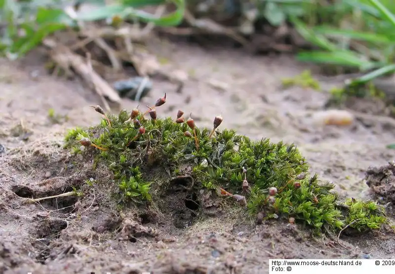 Habitus | Foto von Dr. Oliver Dürhammer