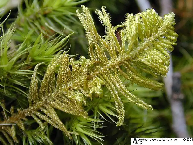Gametophyt | Foto von Wolfgang von Brackel