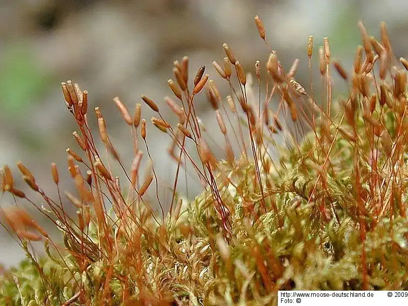 Fotografie Pylaisia polyantha (Hedw.) Schimp.