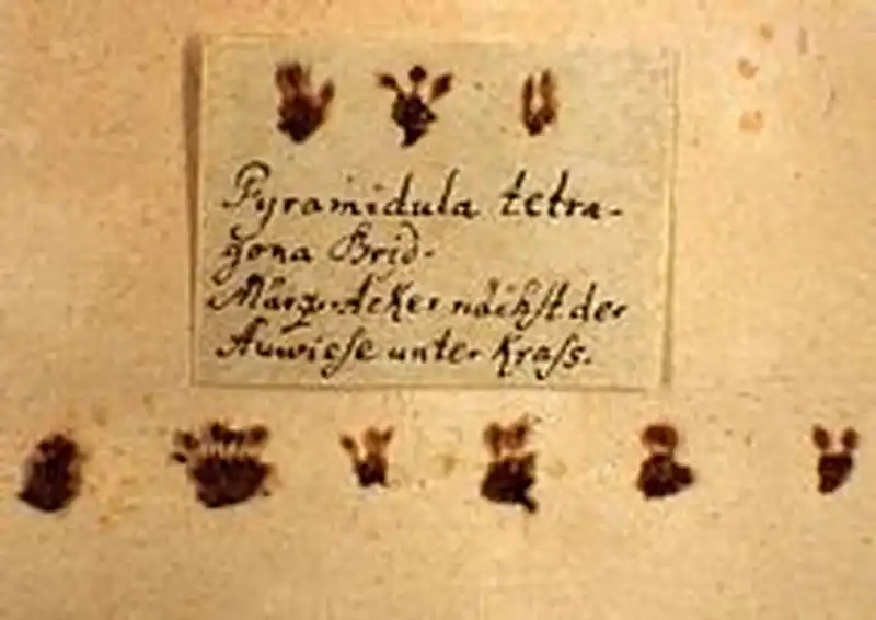 Fotografie Pyramidula tetragona (Brid.) Brid.