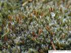 Racomitrium heterostichum (Hedw.) Brid.
