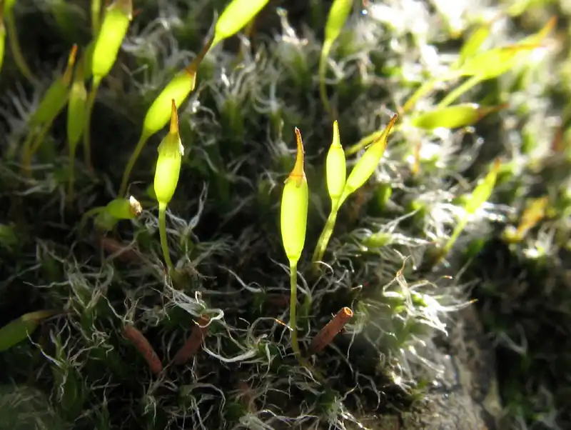 Habitus | Foto von Dr. Michael Schön