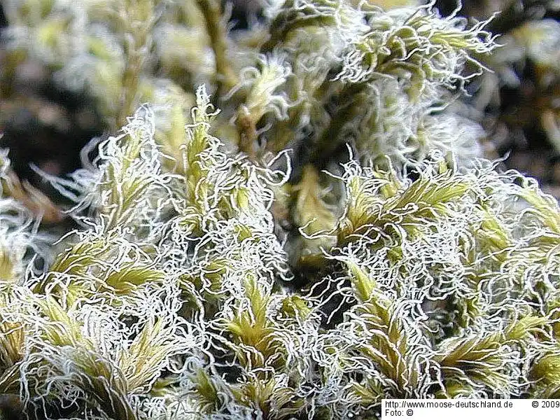Fotografie Racomitrium lanuginosum (Hedw.) Brid.