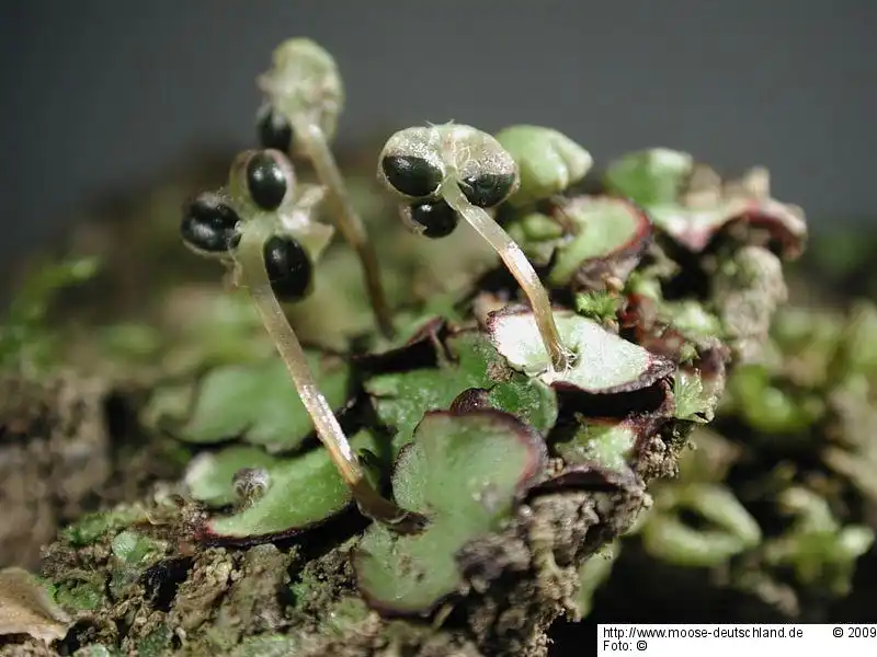 Habitus | Foto von Michael Lüth