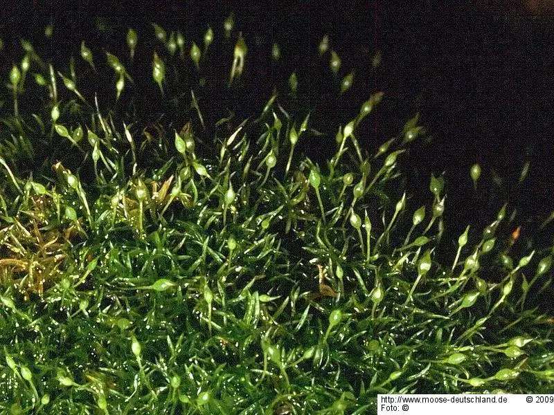 Fotografie Rhabdoweisia fugax (Hedw.) Bruch & Schimp.