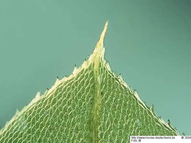 Blättchen | Foto von Dr. Oliver Dürhammer