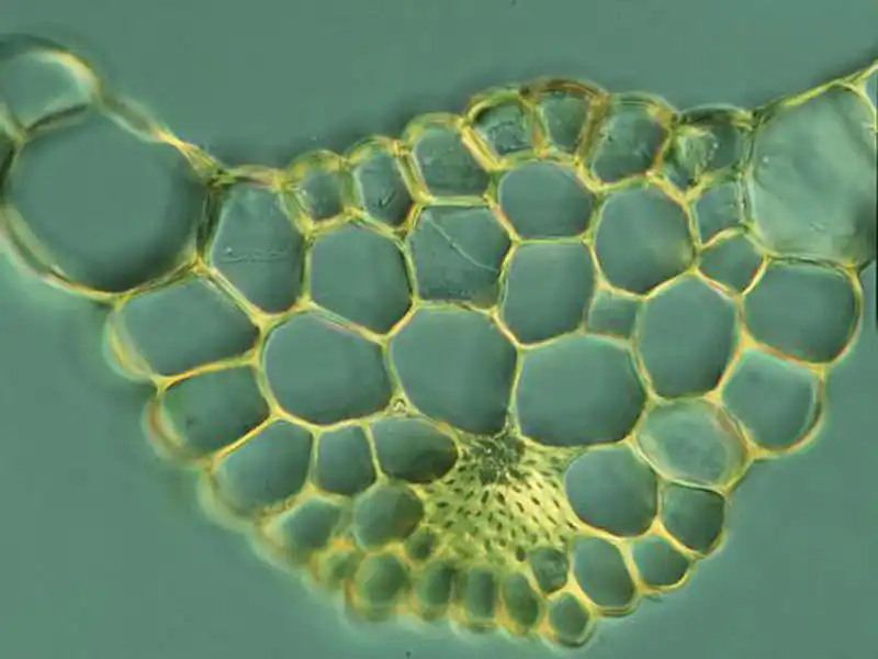 Querschnitt Blättchen | Foto von Dr. Oliver Dürhammer
