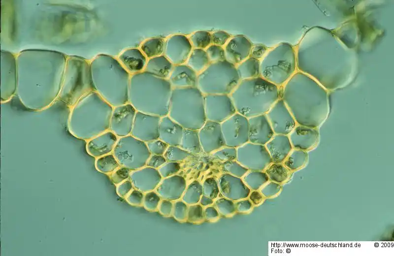 Querschnitt Blättchen | Foto von Dr. Oliver Dürhammer