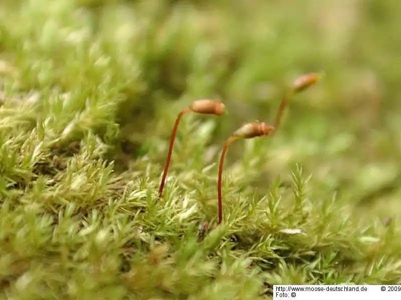 Fotografie Rhynchostegiella tenella (Dicks.) Limpr.