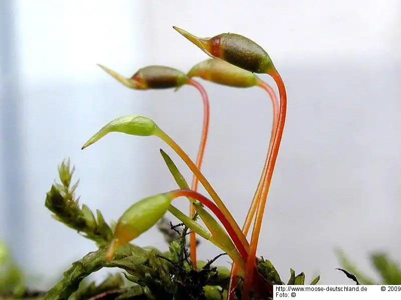 Sporophyt | Foto von Michael Lüth