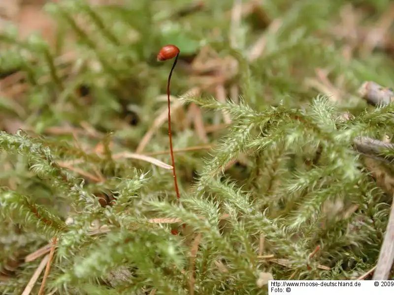 Fotografie Rhytidiadelphus loreus (Hedw.) Warnst.