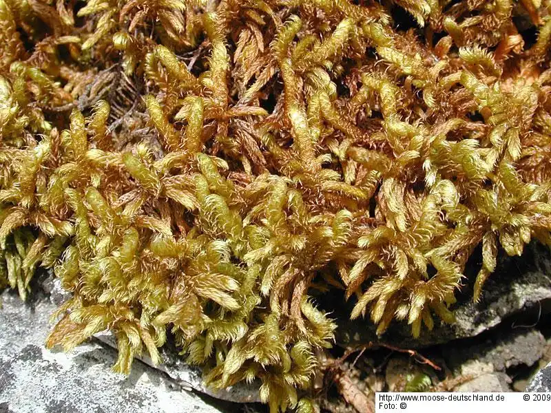 Gametophyt | Foto von Wolfgang von Brackel