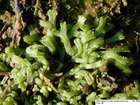 Riccia fluitans L.