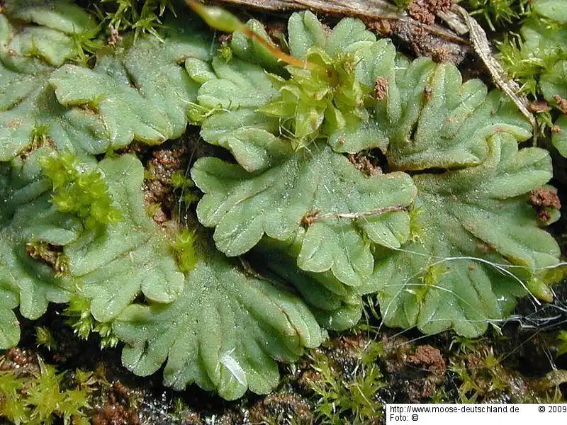 Fotografie Riccia sorocarpa Bisch.