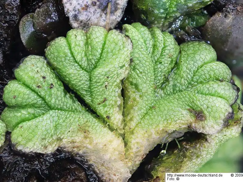 Fotografie Ricciocarpos natans (L.) Corda