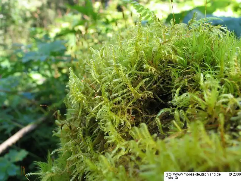 Habitus | Foto von Dr. Oliver Dürhammer