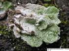 Sauteria alpina (Nees) Nees