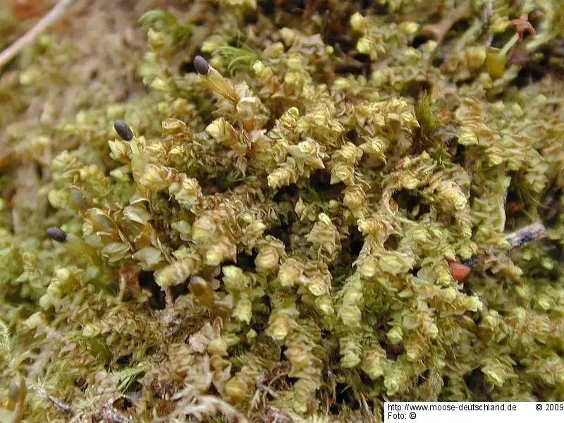 Fotografie Scapania gracilis Lindb.
