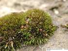 Schistidium flaccidum (De Not.) Ochyra