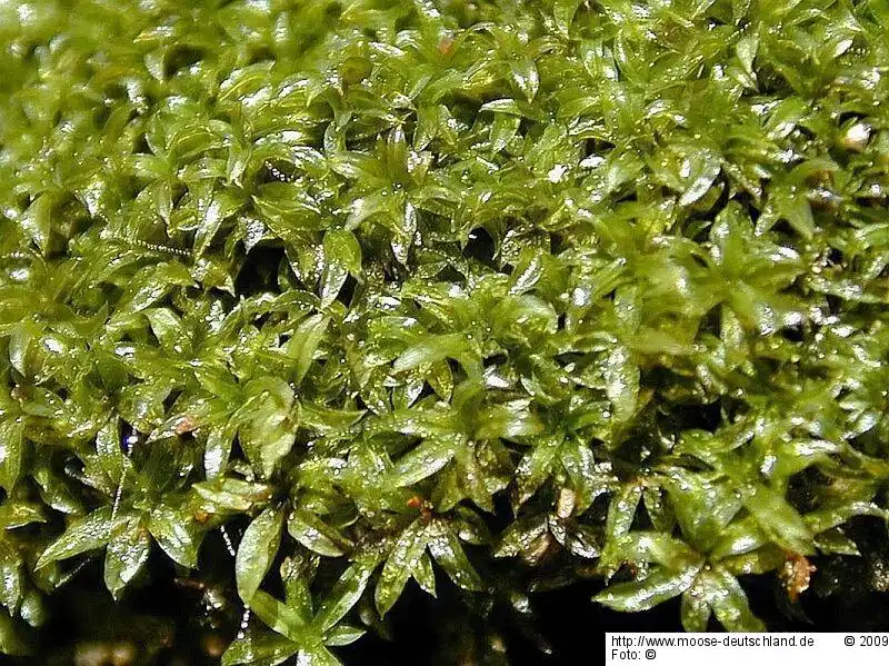 Fotografie Scopelophila cataractae (Mitt.) Broth.