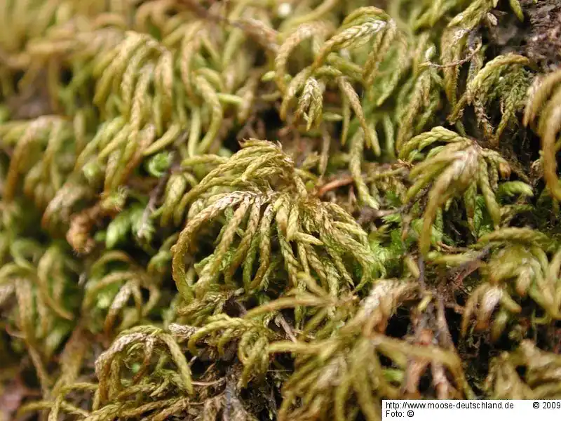 Fotografie Scorpiurium circinatum (Brid.) M.Fleisch. & Loeske