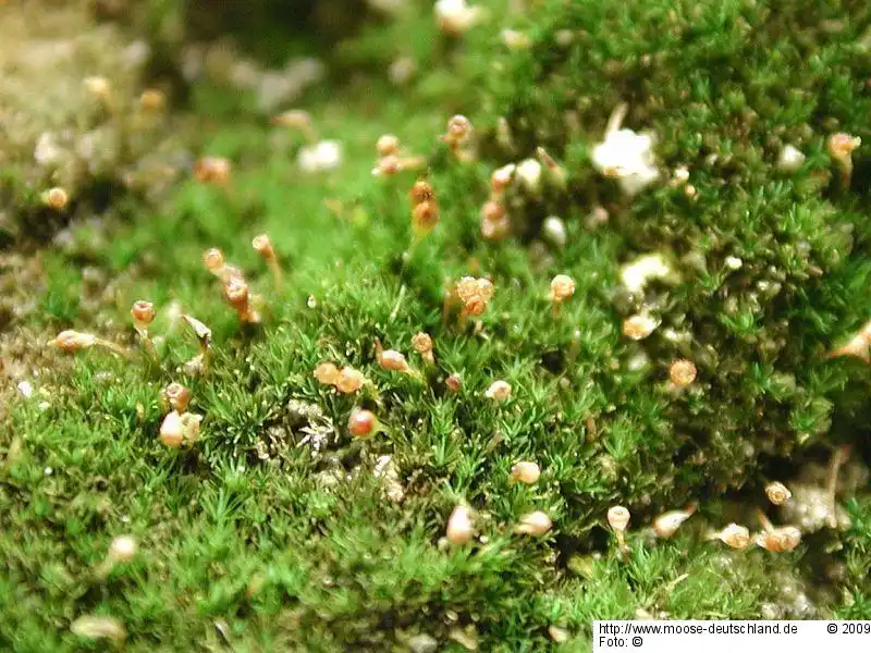Fotografie Seligeria acutifolia Lindb.