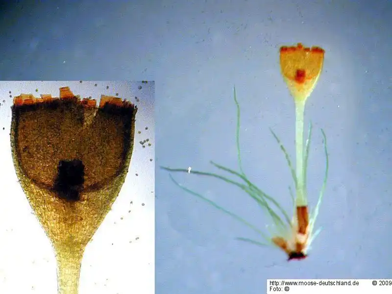 Sporophyt | Foto von Michael Lüth