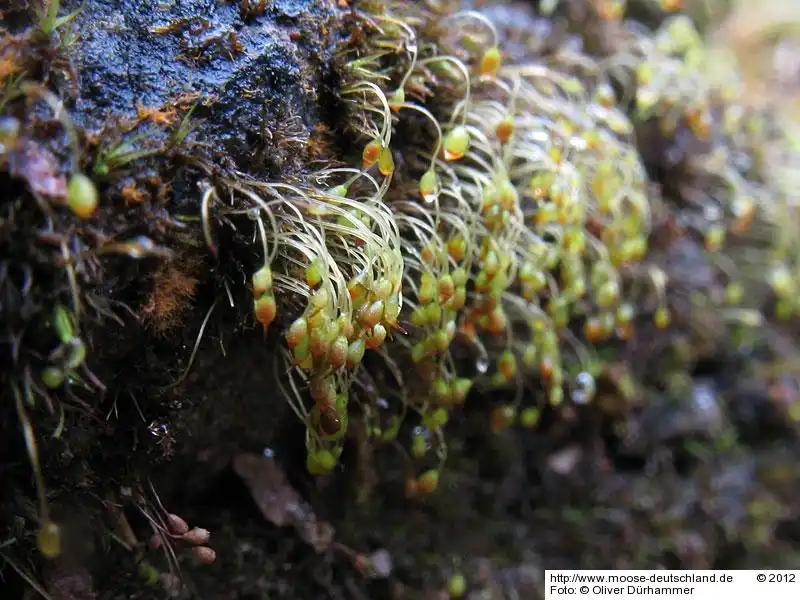 Habitus | Foto von Dr. Oliver Dürhammer