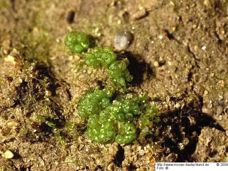 Fotografie Sphaerocarpos texanus Austin