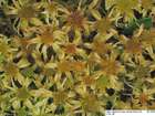 Sphagnum angustifolium (C.E.O.Jensen ex Russow) C.E.O.Jensen