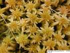 Sphagnum denticulatum Brid.