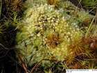 Sphagnum compactum Lam. & DC.