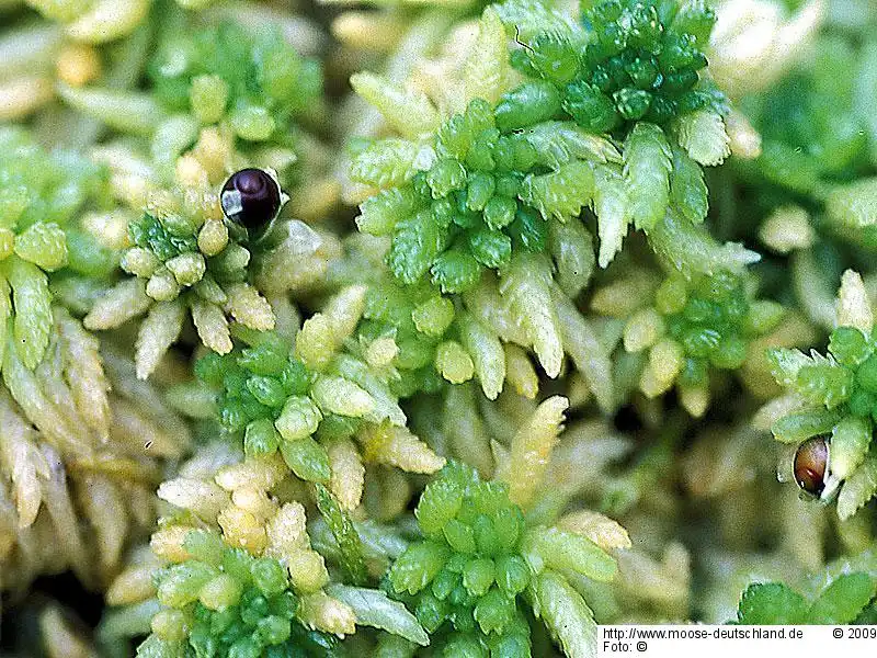 Fotografie Sphagnum palustre L.