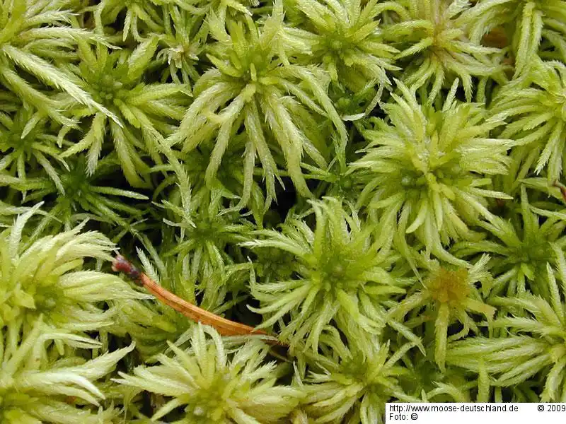 Gametophyt | Foto von Wolfgang von Brackel