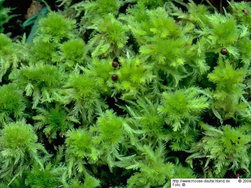 Fotografie Sphagnum strictum Sull.