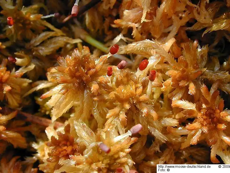 Fotografie Sphagnum balticum (Russow) C.E.O.Jensen
