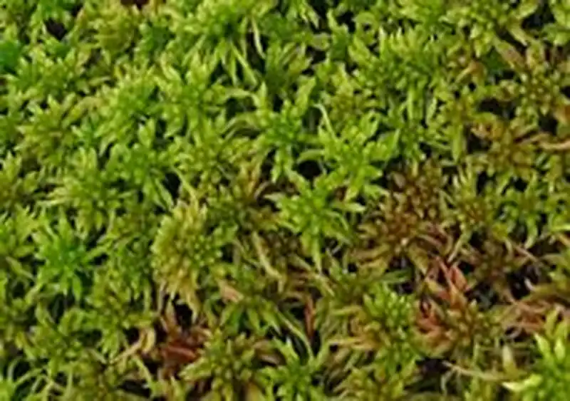 Fotografie Sphagnum capillifolium (Ehrh.) Hedw.