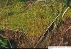Sphagnum compactum Lam. & DC.