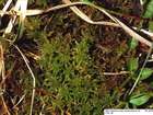 Sphagnum contortum Schultz